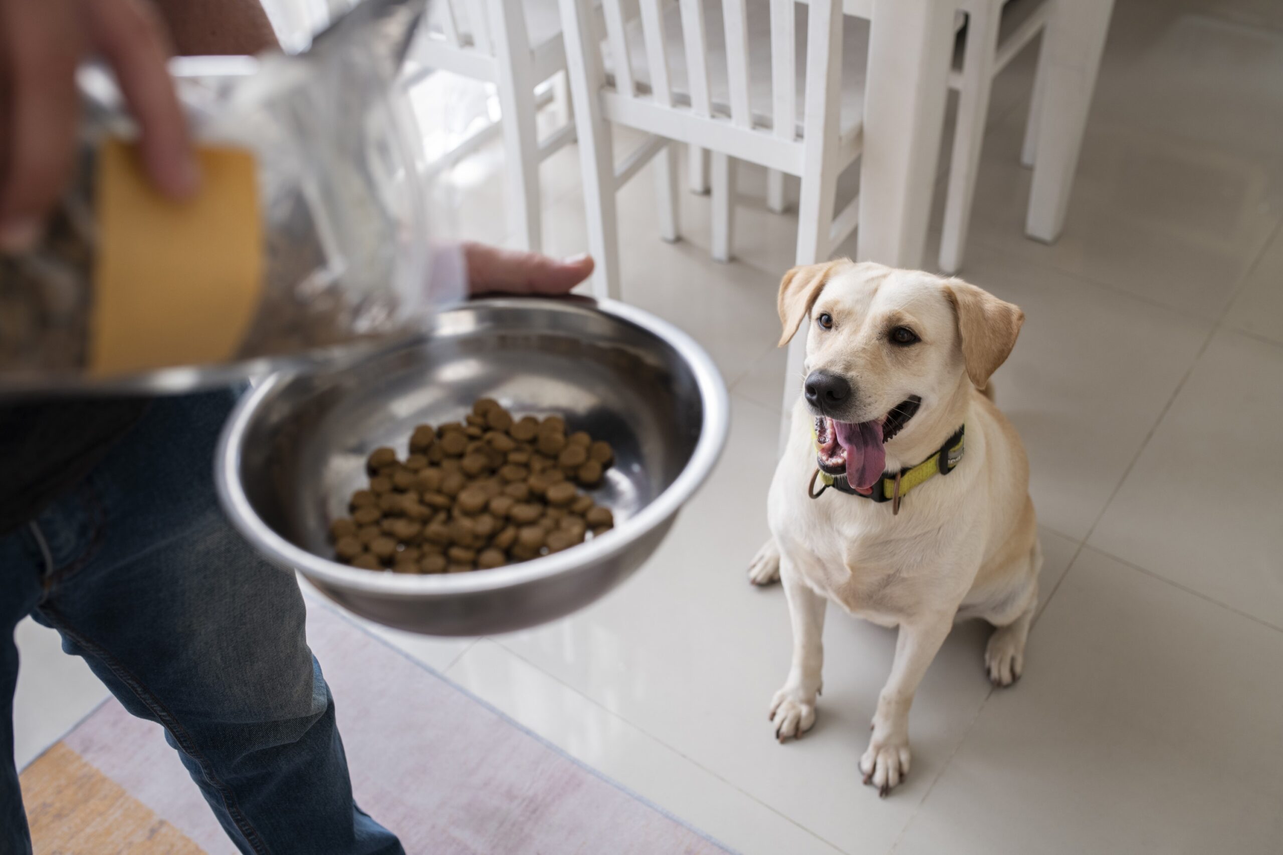propietario-sirviendo-comida-en-un-tazon-su-perro-mascota